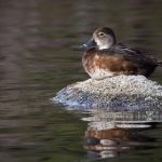 亚洲欧美日韩愉拍自拍 3c3lkr6