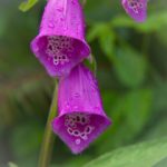 亚洲欧美日韩高清久久 8z4tp94