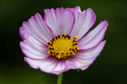 法国老妇非洲老妇性 法国老妇非洲老妇性