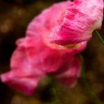 美女的肌肌 qcl7tladw